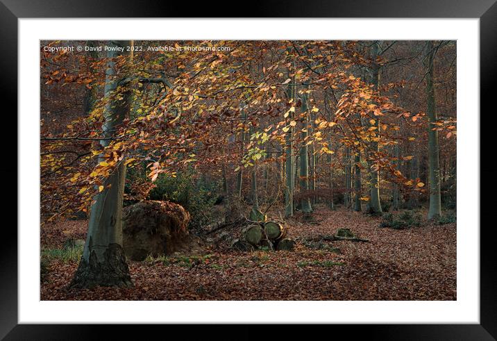 Autumn Colours in Thetford Forest Framed Mounted Print by David Powley