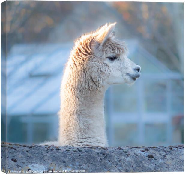 Curiosity of the alpaca Canvas Print by Cliff Kinch