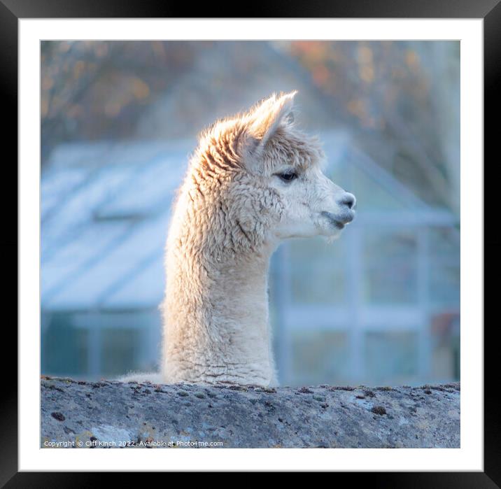 Curiosity of the alpaca Framed Mounted Print by Cliff Kinch
