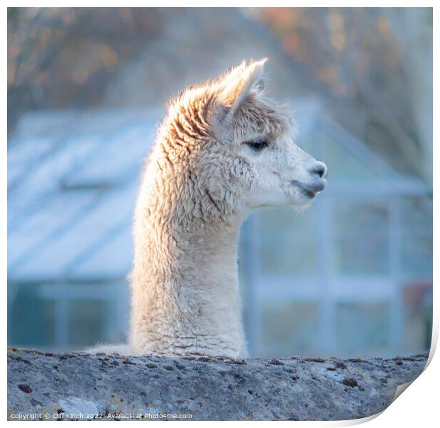 Curiosity of the alpaca Print by Cliff Kinch