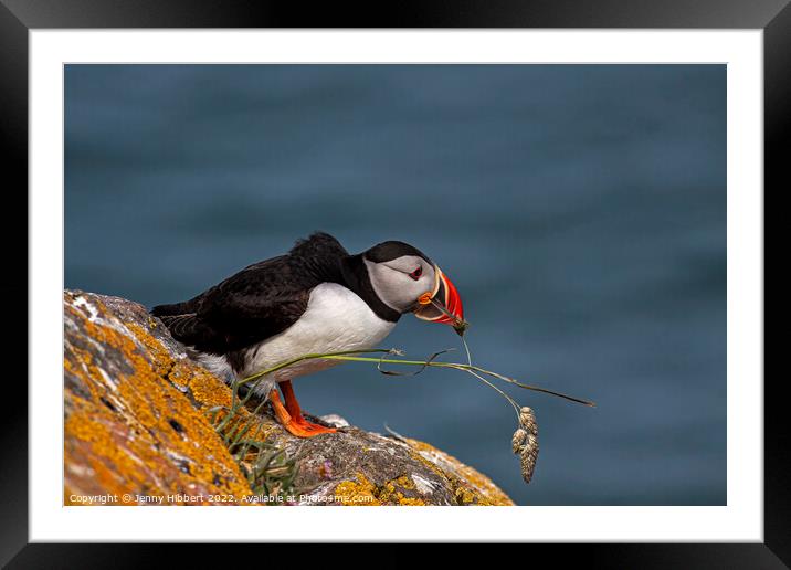 Puffin trying to pull out grass for nest Framed Mounted Print by Jenny Hibbert
