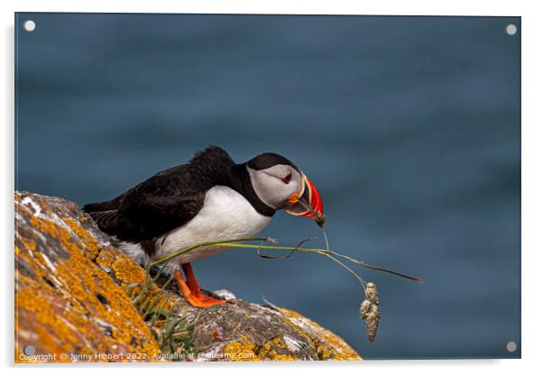 Puffin trying to pull out grass for nest Acrylic by Jenny Hibbert