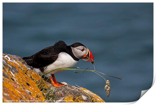 Puffin trying to pull out grass for nest Print by Jenny Hibbert