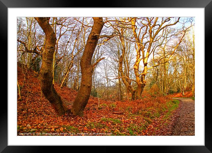 Twisting Trees along Pathway Framed Mounted Print by GJS Photography Artist
