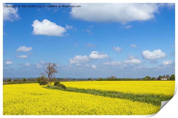 Rapeseed Oil Flowers Field in the Cotswolds  Print by Nick Jenkins