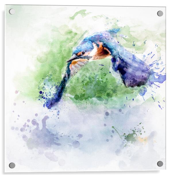 Flying kingfisher Acrylic by Silvio Schoisswohl