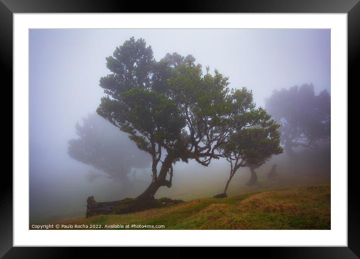 Misty landscape with Til trees in Fanal, Madeira island, Portugal. Framed Mounted Print by Paulo Rocha