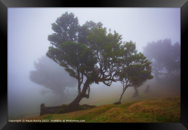 Misty landscape with Til trees in Fanal, Madeira island, Portugal. Framed Print by Paulo Rocha