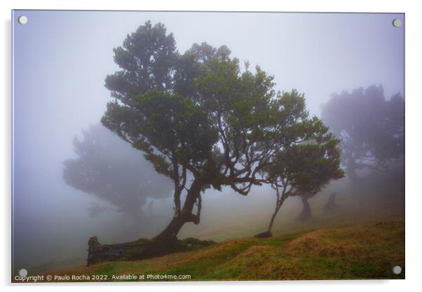 Misty landscape with Til trees in Fanal, Madeira island, Portugal. Acrylic by Paulo Rocha