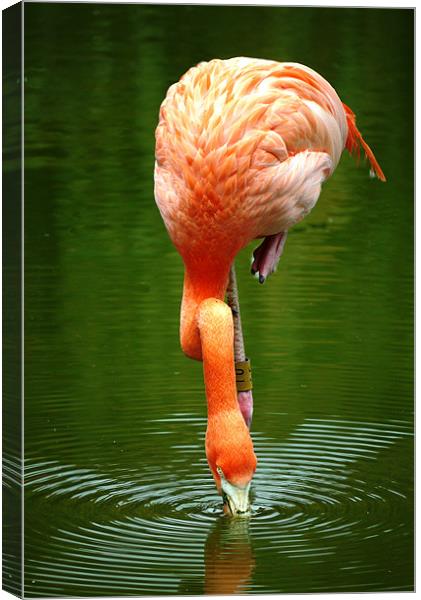 Flamingo Canvas Print by Raymond Partlett