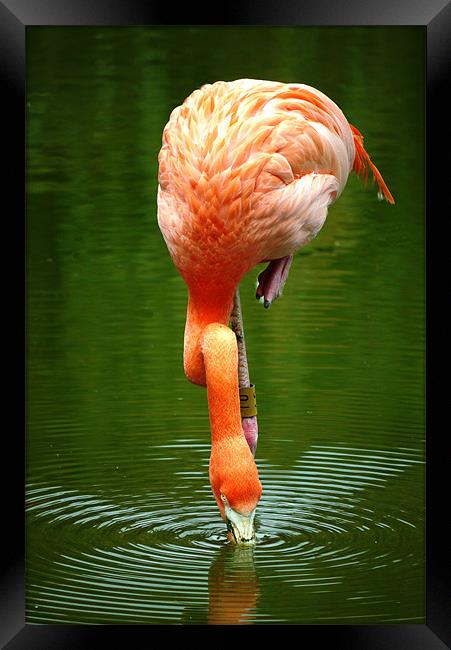 Flamingo Framed Print by Raymond Partlett