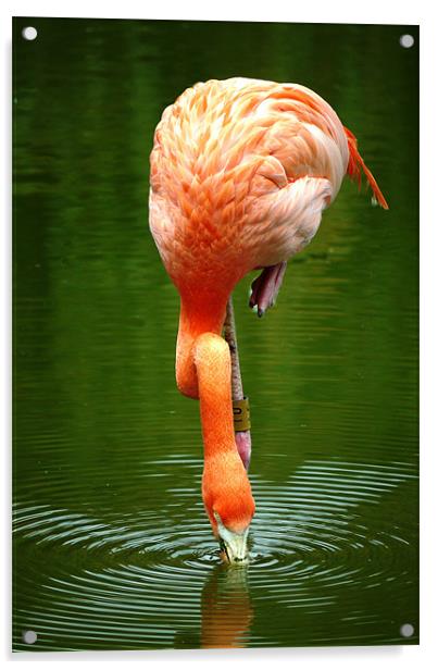 Flamingo Acrylic by Raymond Partlett