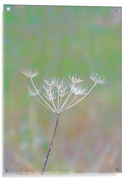 Hogweed flowerhead in winter Acrylic by Allan Bell