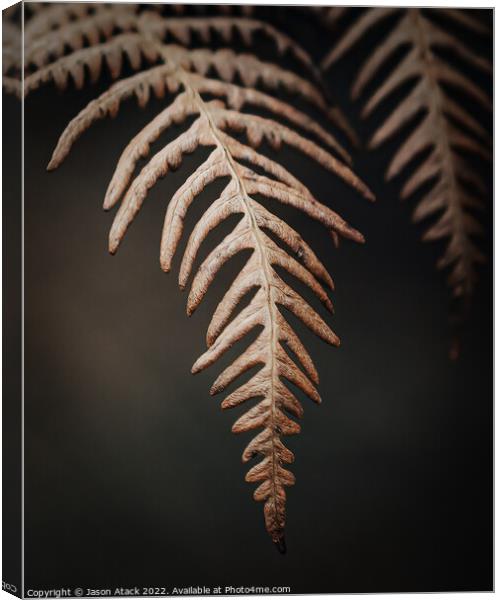 A close up of a plant Canvas Print by Jason Atack