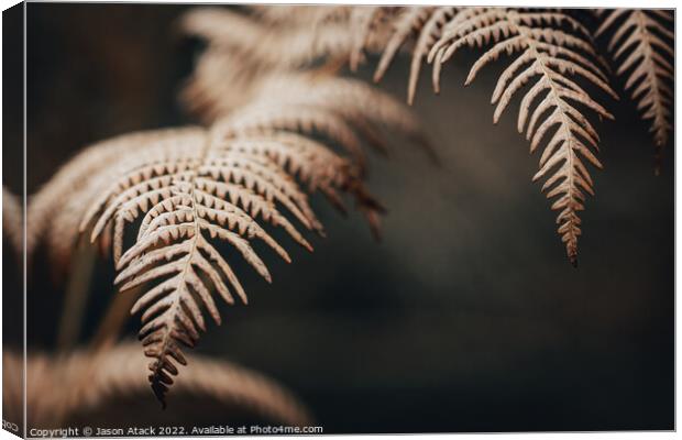 Selective focus of a Fern Canvas Print by Jason Atack