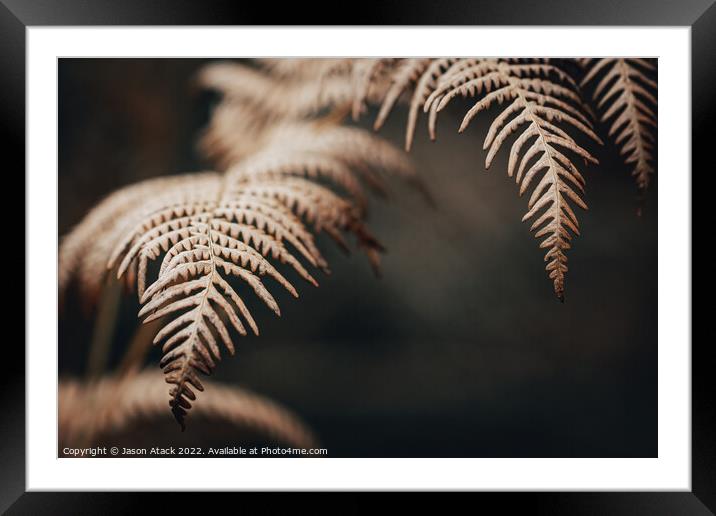 Selective focus of a Fern Framed Mounted Print by Jason Atack