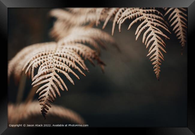 Selective focus of a Fern Framed Print by Jason Atack