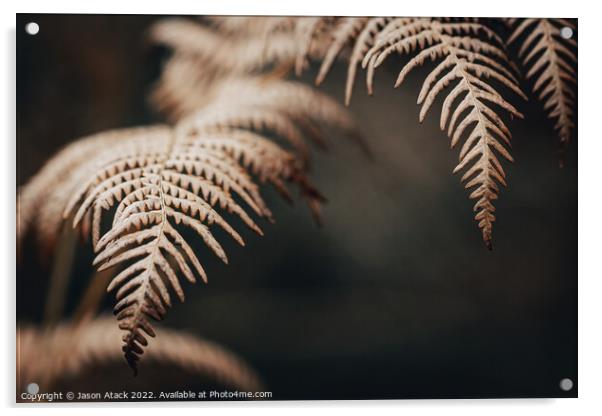 Selective focus of a Fern Acrylic by Jason Atack
