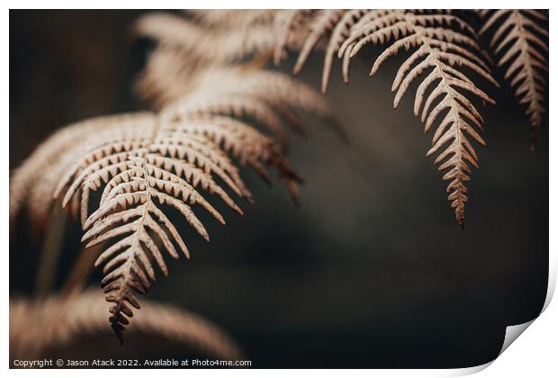 Selective focus of a Fern Print by Jason Atack