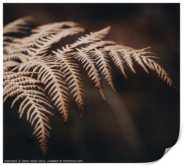 Fern Print by Jason Atack