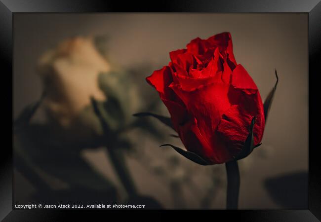 Red Rose Framed Print by Jason Atack