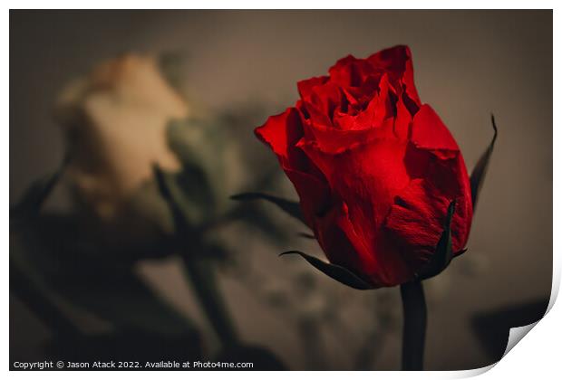 Red Rose Print by Jason Atack