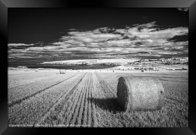 Harvest Time at Sandend Framed Print by Peter O'Reilly