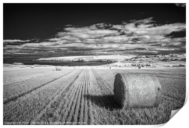 Harvest Time at Sandend Print by Peter O'Reilly
