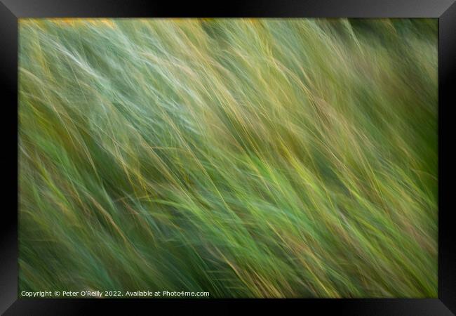 Flowing Grasses Framed Print by Peter O'Reilly