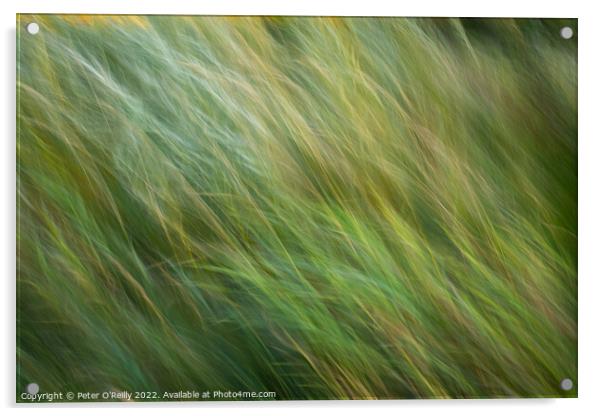 Flowing Grasses Acrylic by Peter O'Reilly