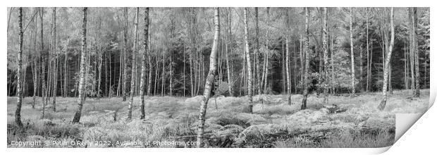 Birches Panorama Print by Peter O'Reilly