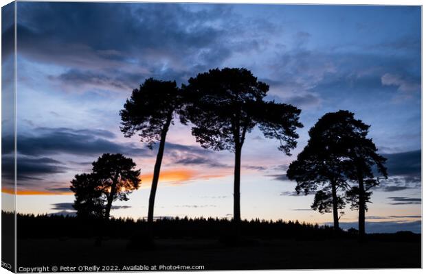 The Pines at Sunset Canvas Print by Peter O'Reilly