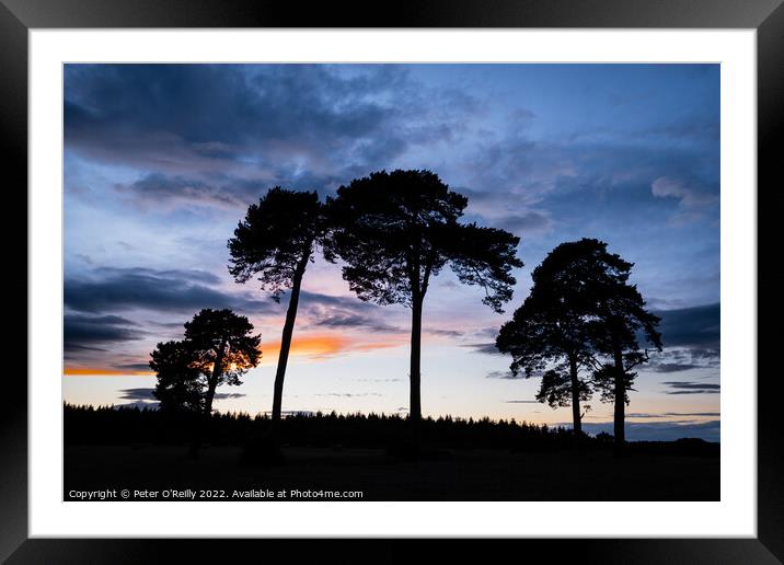 The Pines at Sunset Framed Mounted Print by Peter O'Reilly