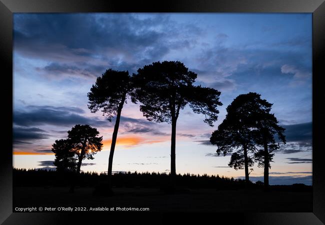 The Pines at Sunset Framed Print by Peter O'Reilly