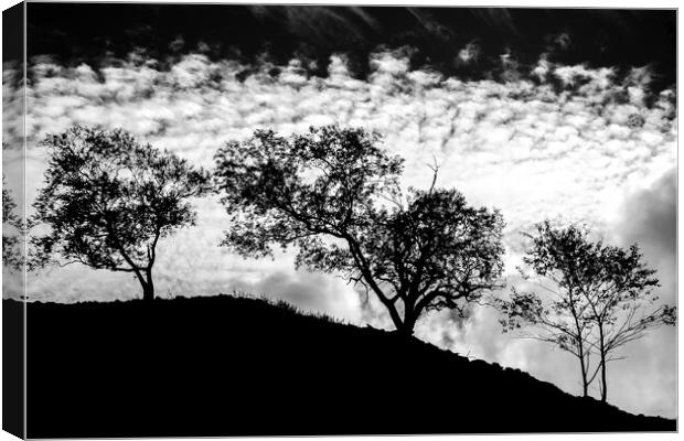 Tree silhouette black and white. Canvas Print by John Henderson