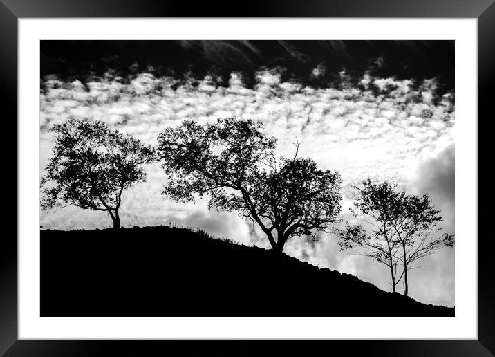 Tree silhouette black and white. Framed Mounted Print by John Henderson