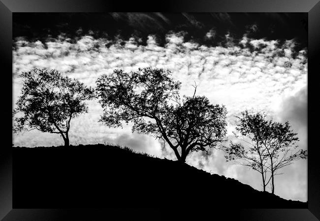 Tree silhouette black and white. Framed Print by John Henderson