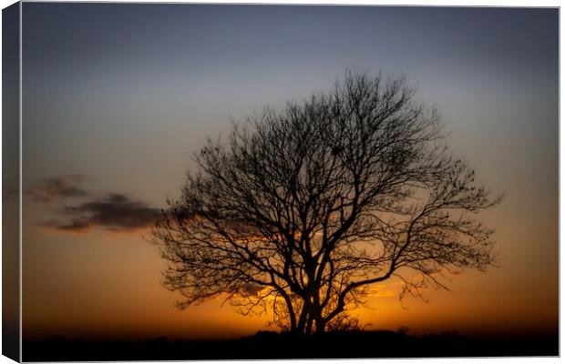 The Sunset Tree Canvas Print by David McGeachie