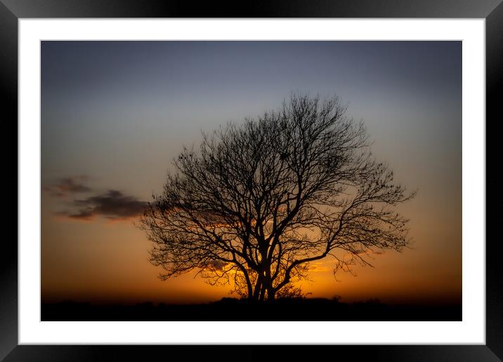 The Sunset Tree Framed Mounted Print by David McGeachie