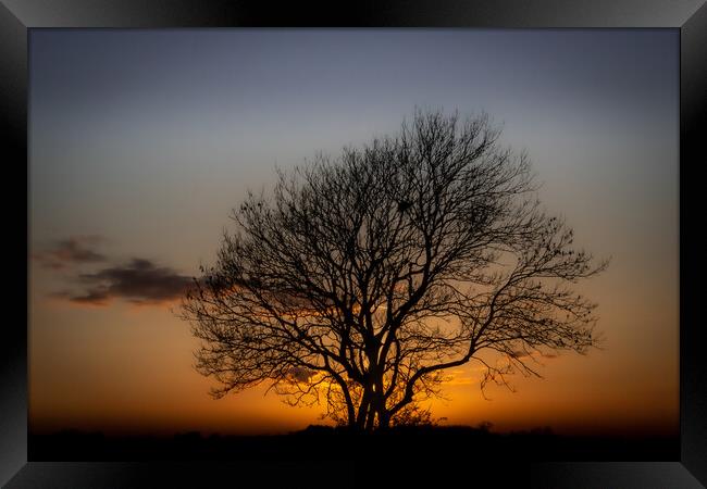 The Sunset Tree Framed Print by David McGeachie