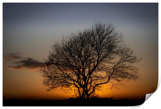 The Sunset Tree Print by David McGeachie