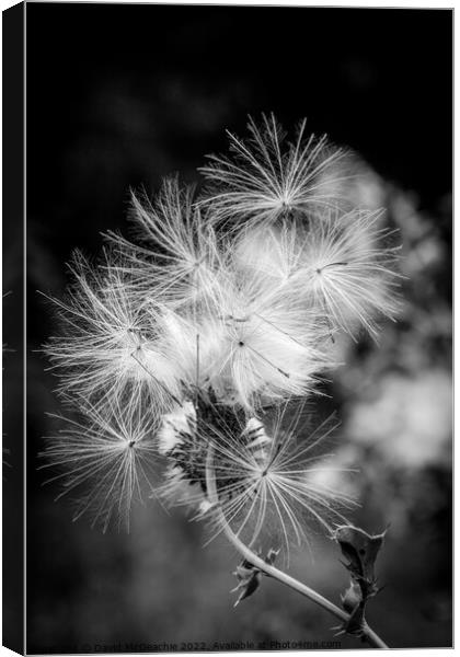 Delicate Things Canvas Print by David McGeachie