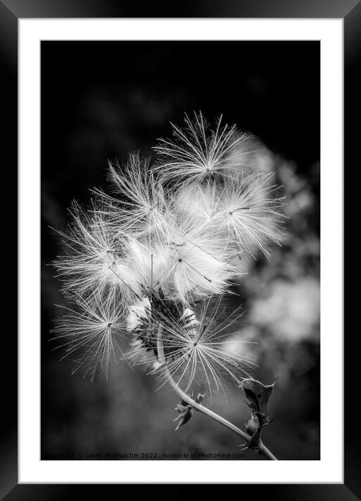 Delicate Things Framed Mounted Print by David McGeachie