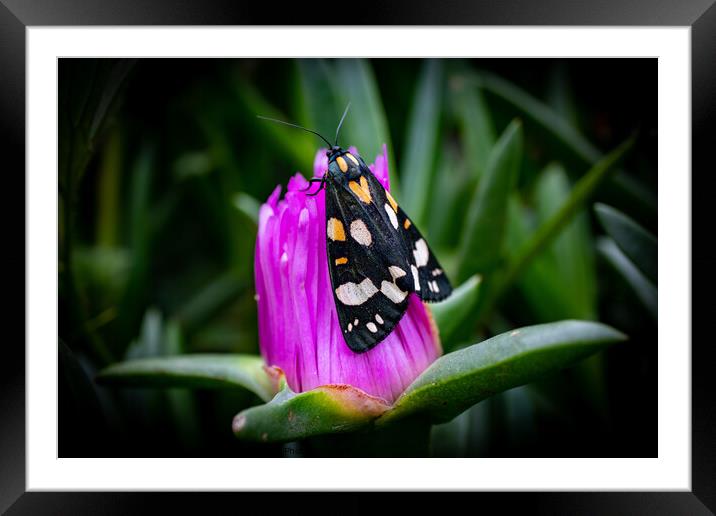 Scarlet Tiger Framed Mounted Print by David McGeachie