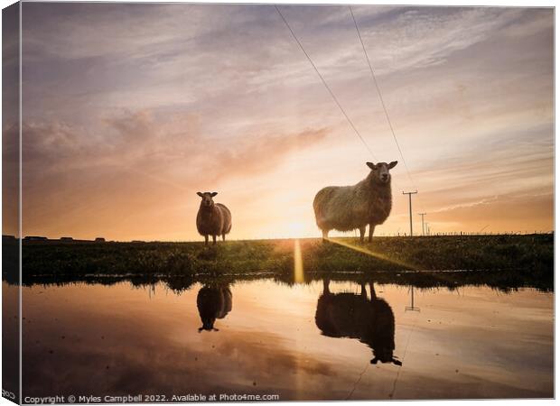 Violet and Dottie reflection under sunset Canvas Print by Myles Campbell