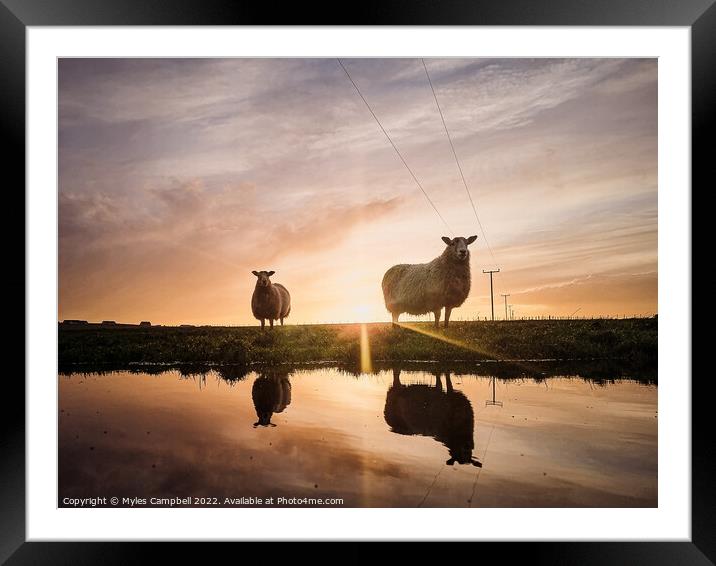 Violet and Dottie reflection under sunset Framed Mounted Print by Myles Campbell