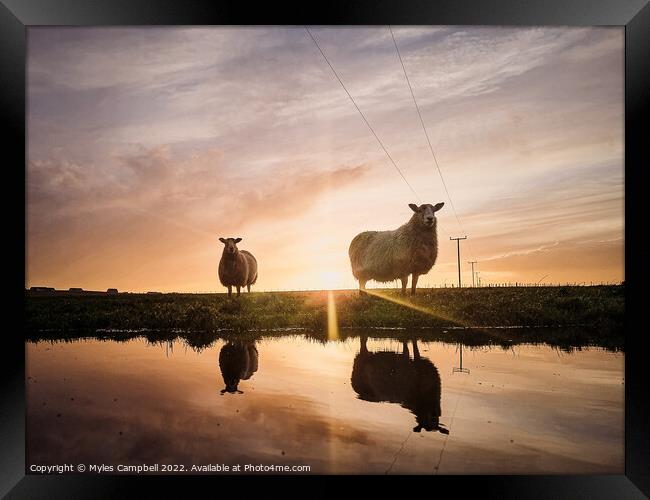 Violet and Dottie reflection under sunset Framed Print by Myles Campbell