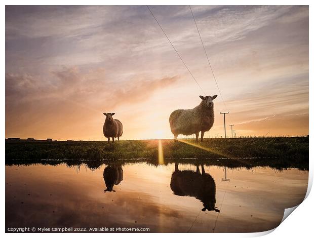 Violet and Dottie reflection under sunset Print by Myles Campbell
