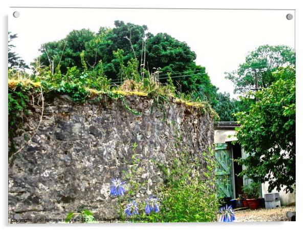 Garden wall and potting shed Acrylic by Stephanie Moore