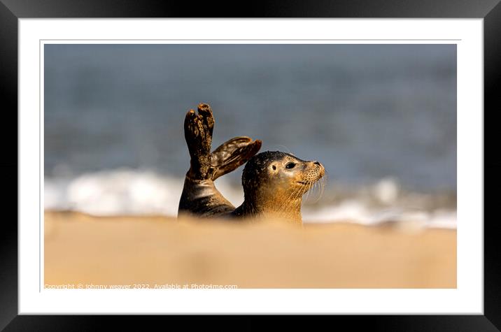 Grey Seal Doing a Mermaid Impression at Horsey Gap Norfolk Framed Mounted Print by johnny weaver
